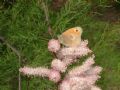 Coenonympha pamphilus